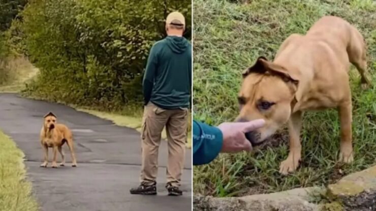 Cane randagio spaventato somiglia a Scooby Doo