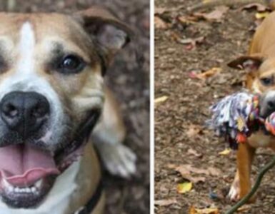 Cane resta per 9 anni in rifugio perché nessuno lo ha mai scelto