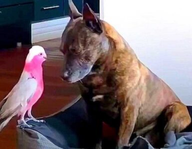Cane salva un pappagallino e si lega molto a lui