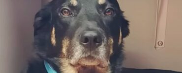 Cane si prende cura degli anziani in una casa di cura