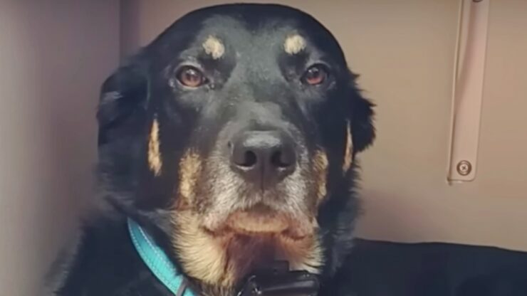 Cane si prende cura degli anziani in una casa di cura