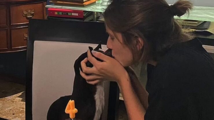 Cane smarrito dalla compagnia aerea