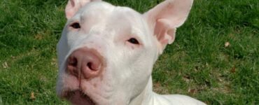 Cane sordo viene adottato