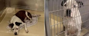 Cane triste perché nessuno lo adotta