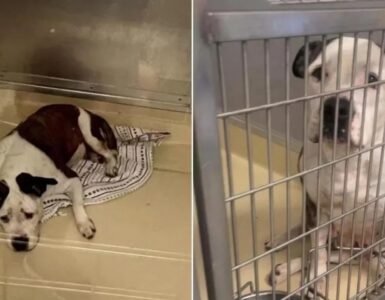 Cane triste perché nessuno lo adotta