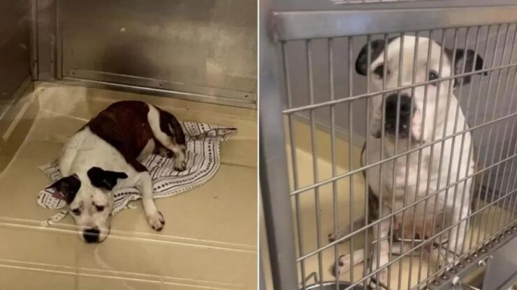 Cane triste perché nessuno lo adotta