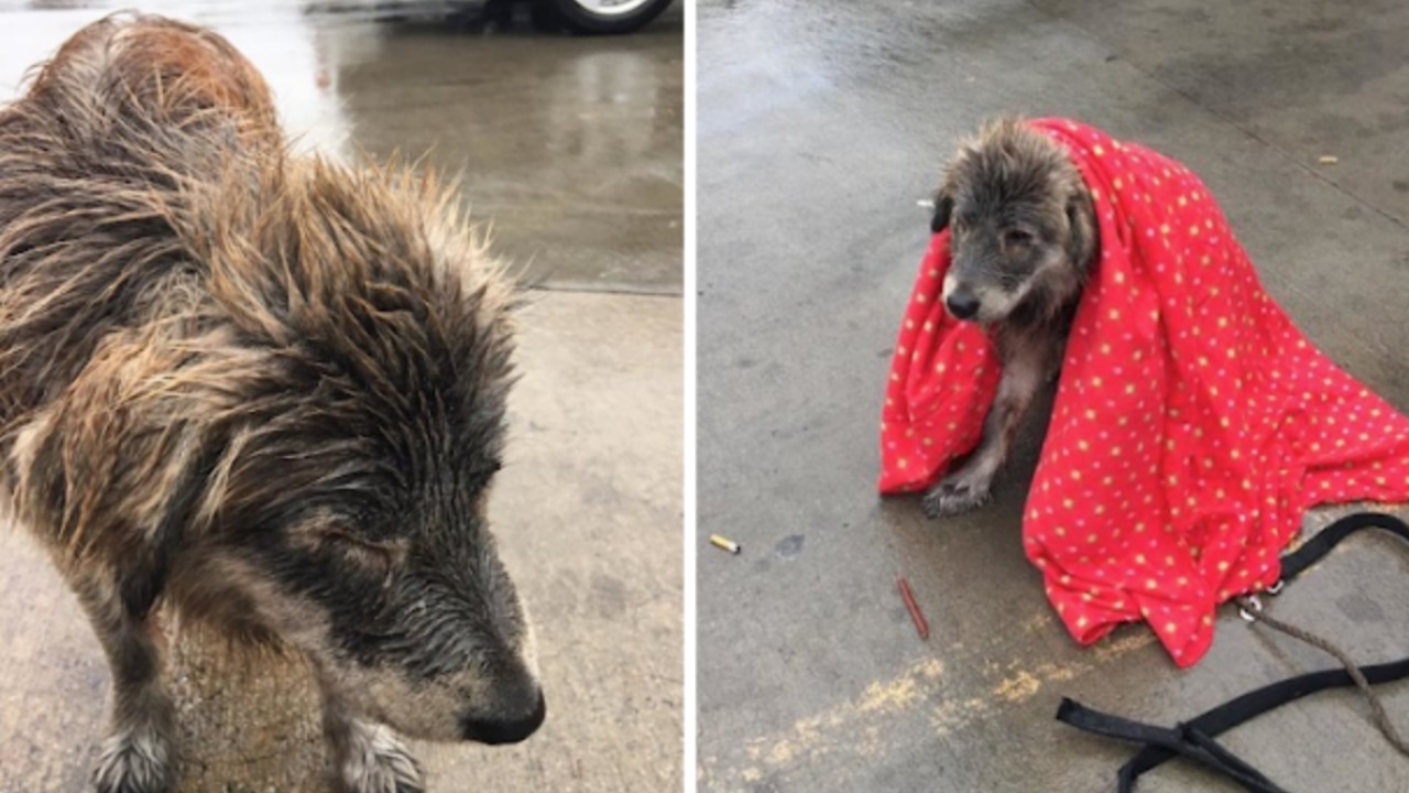 Cane trovato sotto la pioggia: una donna le mette una coperta