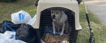 Cane trovato tra la spazzatura trova una nuova famiglia
