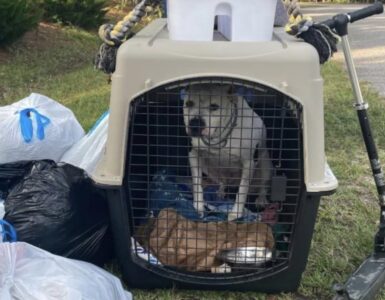 Cane trovato tra la spazzatura trova una nuova famiglia