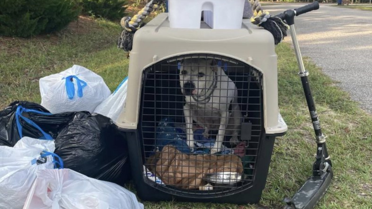 Cane trovato tra la spazzatura trova una nuova famiglia