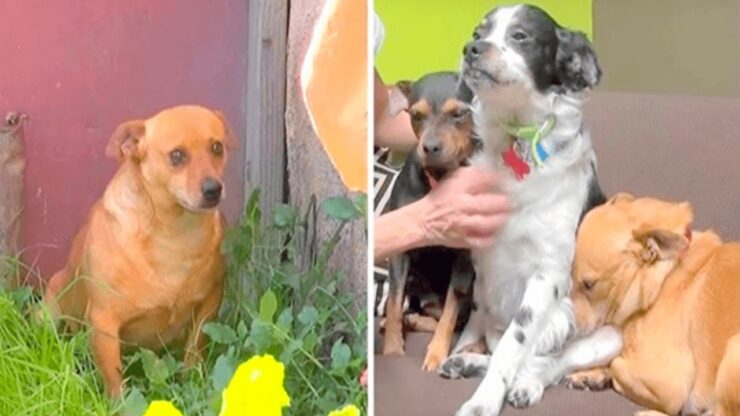 Cani aspettano il ritorno del proprietario per 18 mesi