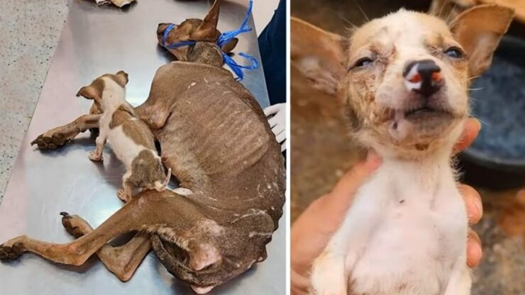 Cani pelle ed ossa trovati per strada