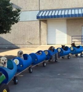 Cani sul trenino vanno in giro