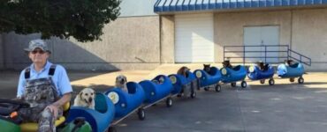 Cani sul trenino vanno in giro