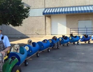 Cani sul trenino vanno in giro