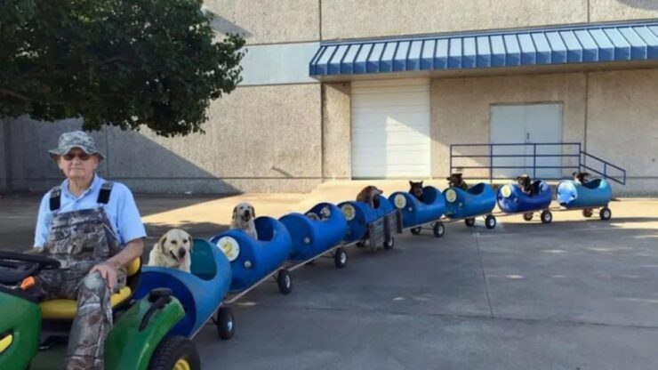 Cani sul trenino vanno in giro