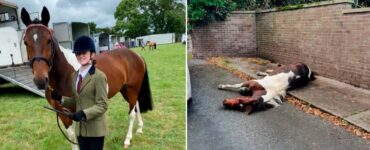 Cavallo abbandonato senza forze