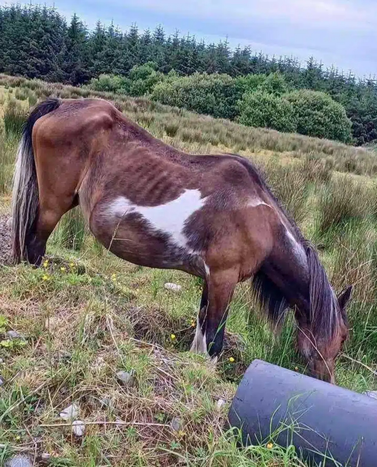 Cavallo abbandonato senza forze