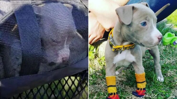 Cucciola di Pitbull nasce senza zampe anteriori