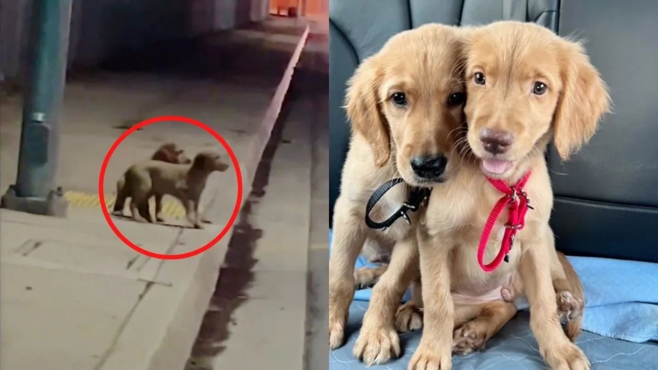Cuccioli in rifugio salvati dalla strada