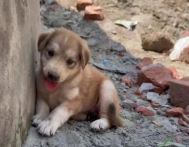 Cucciolo aveva paura e non si lasciava avvicinare