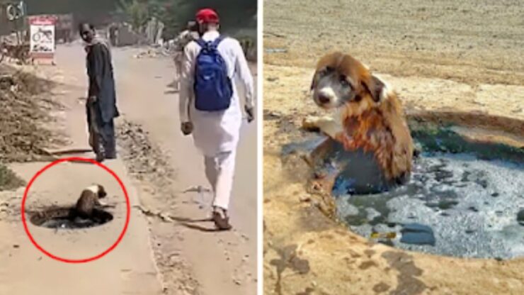 Cucciolo cade in un tombino, ma nessuno lo aiuta