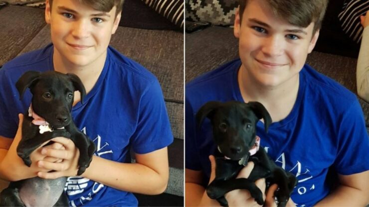 Cucciolo con 6 zampe adottato da un ragazzo