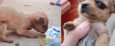 Cucciolo con la testa nella busta delle patatine trovato da un ragazzo