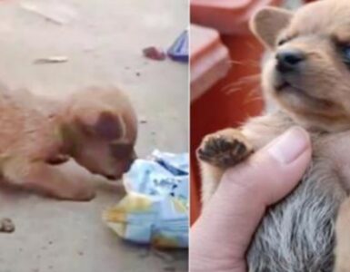 Cucciolo con la testa nella busta delle patatine trovato da un ragazzo