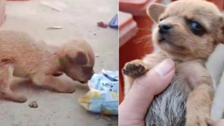 Cucciolo con la testa nella busta delle patatine trovato da un ragazzo