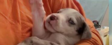 Cucciolo di Alano nasce con le falangi piegate