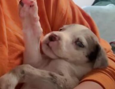 Cucciolo di Alano nasce con le falangi piegate