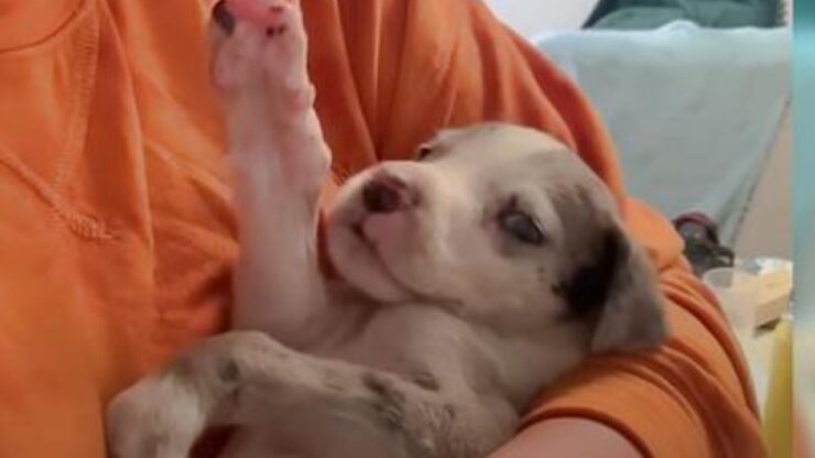 Cucciolo di Alano nasce con le falangi piegate