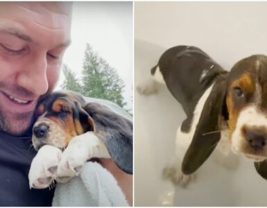 Cucciolo di Basset Hound scritto con i pennarelli