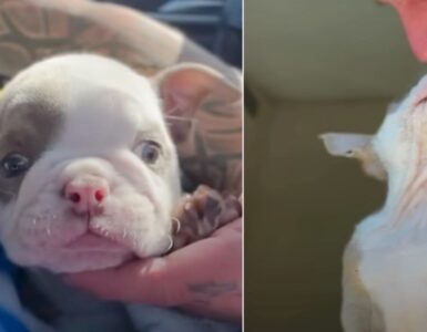 Cucciolo di Bulldog nasce con deformità