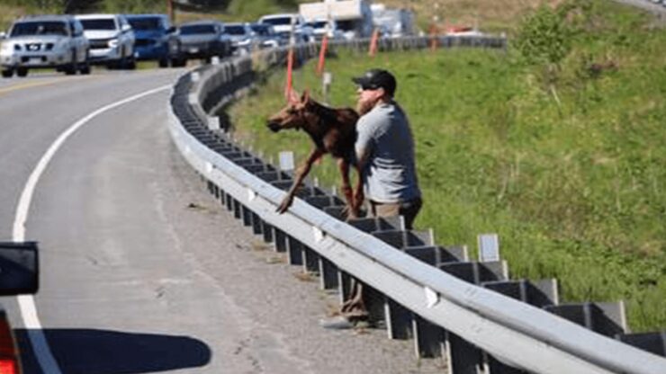 Cucciolo di alce si allontana dalla mamma