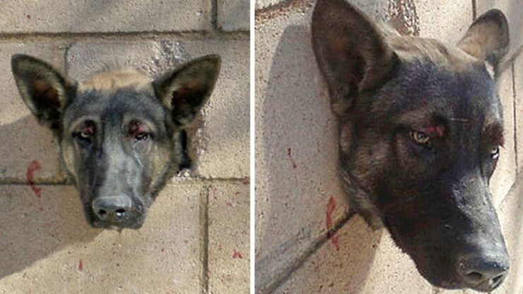 Cucciolo incastrato nel muro: salvato dai soccorritori