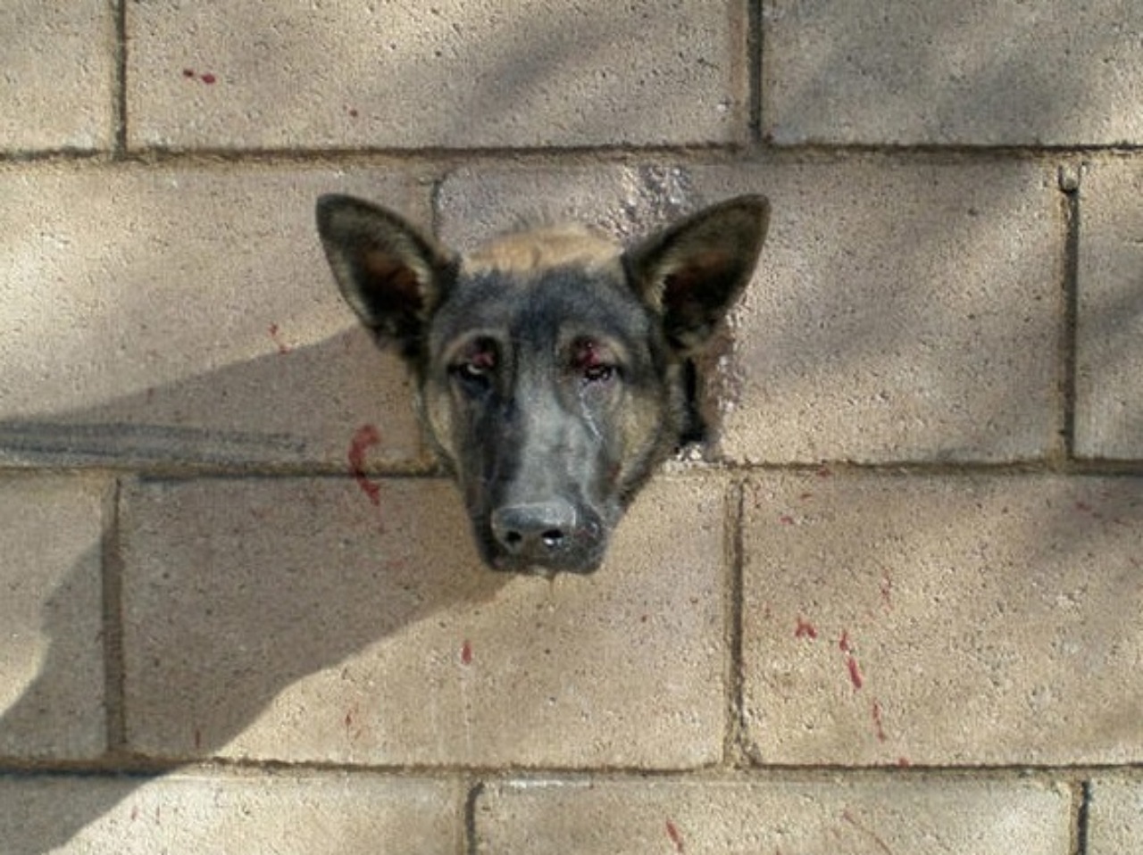 Cucciolo incastrato nel muro: salvato dai soccorritori