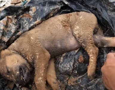 Cucciolo trovato nella spazzatura, chiuso in un sacco nero