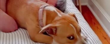 Donna adotta una cagnolina che le ruba il fidanzato