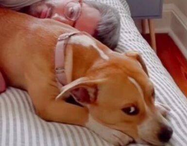 Donna adotta una cagnolina che le ruba il fidanzato