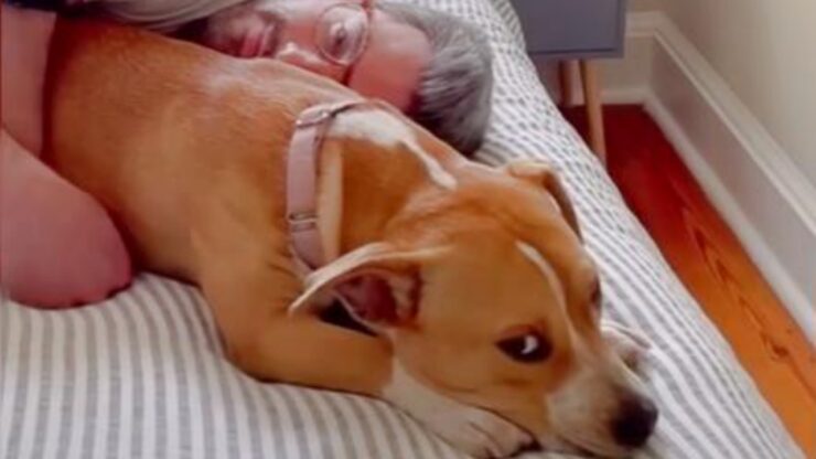 Donna adotta una cagnolina che le ruba il fidanzato