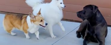 Donna lascia entrare un cane in casa sua e gli trova una famiglia