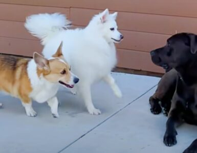 Donna lascia entrare un cane in casa sua e gli trova una famiglia