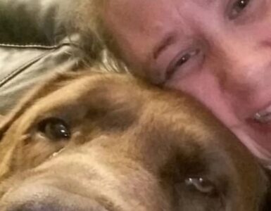 Donna sbranata da due rottweiler