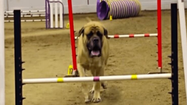 English Mastiff fa una corsa d'agilità