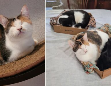 Gatti con agenesia palpebrale trovano famiglia