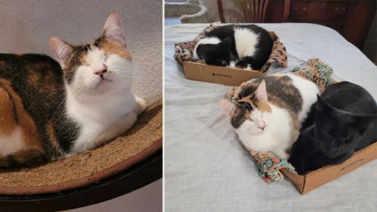 Gatti con agenesia palpebrale trovano famiglia