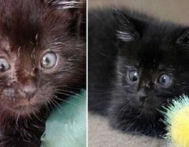 Gattino abbandonato perché aveva gli occhi storti