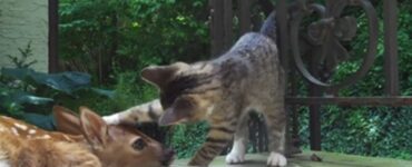 Gattino gioca con un cervo trovato in cortile
